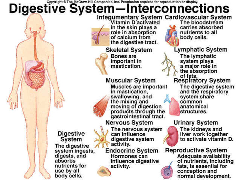 Digestive System - Are You Ready for a Change?